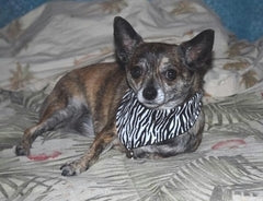 Zebra Print Reversible